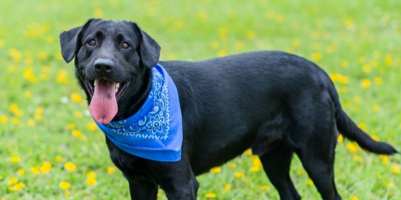 black dog wearing blue bandana standing on grasses