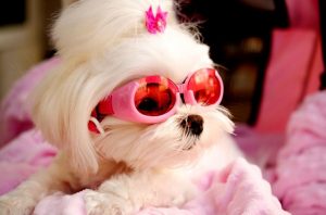 white fur dog wearing pink sunglasses for pet fashion
