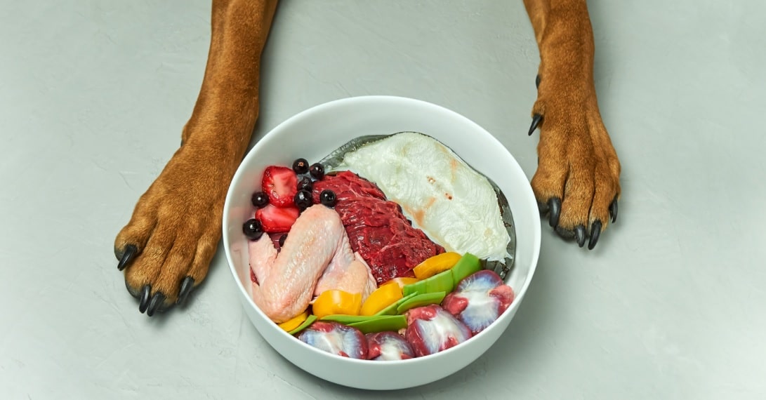 healthy dog food for energetic dogs