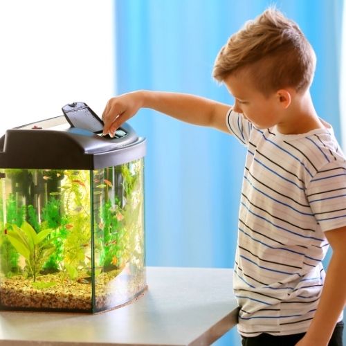 A kid feeding his small pets in aquarium