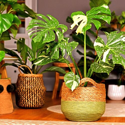 Houseplants for home decoration 