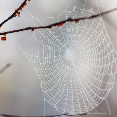 spider web made of yarn