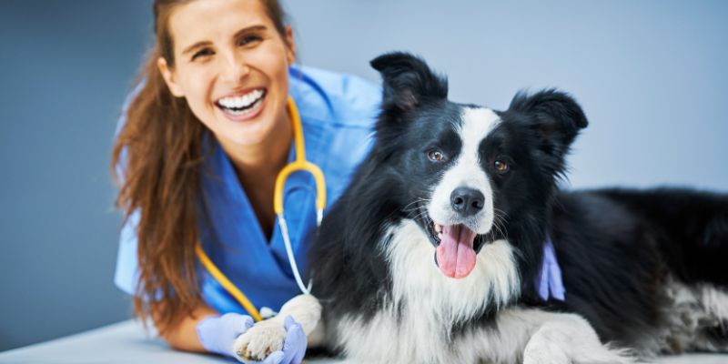 vet exam for New Dog Owners 