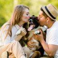 Guide For New Dog Owner Know The Basic Needs Of Your Canine