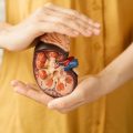 Kidney Health Tips 6 Easy Ways to Maintain Healthy Kidneys
