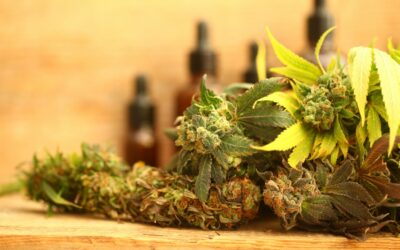 A Buyer’s Guide to Choosing The Right CBD Product