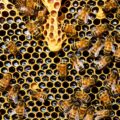 honey bees for sale lappe's nucs queens package bees