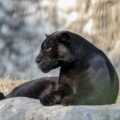 a symbiotic relationship between a rabbit and a black panther