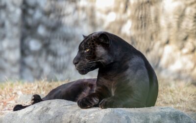 Can They Live in Harmony: A Symbiotic Relationship Between A Rabbit And A Black Panther