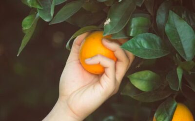 The Lifecycle of a Fruit Tree Explained