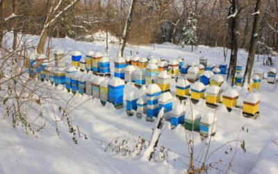 Honey Bee Cozy Winter Hive Wraps For Sale: Keep Your Bees Warm and Protected!