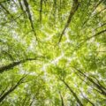 Free Worms Eyeview of Green Trees Stock Photo