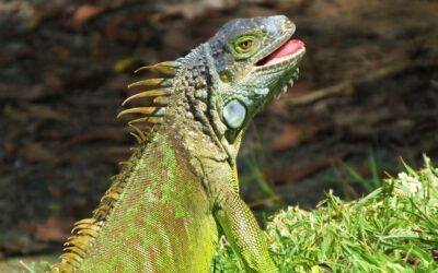 Iguana Hunting 101: Insider Secrets For a Thrilling Adventure