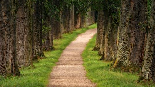 Free Pathway in Between Trees Stock Photo