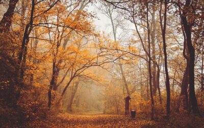 Discover The Perfect Autumn Wallpaper Iphone