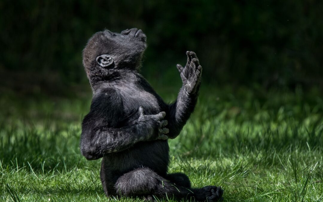 pixel 3 gorilla image
