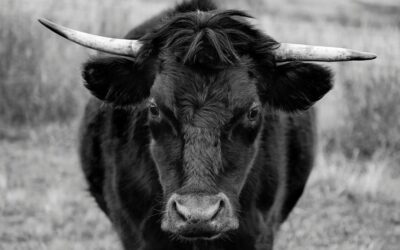 Capturing the Beauty of Blvck Cow Photos: A Comprehensive Guide on Photography & Social Media Sharing