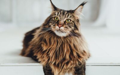 Introducing Your Maine Coon to Your New Baby: Tips & Insights
