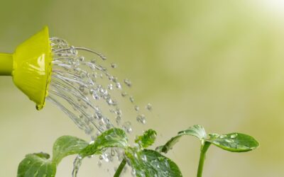 Navigating the Waters: Common Garden Watering Mistakes to Sidestep