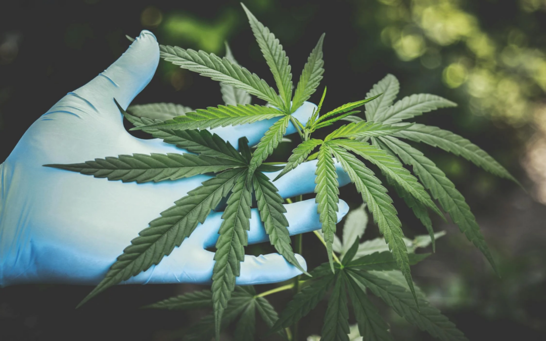 The Various Benefits of Medical Marijuana
