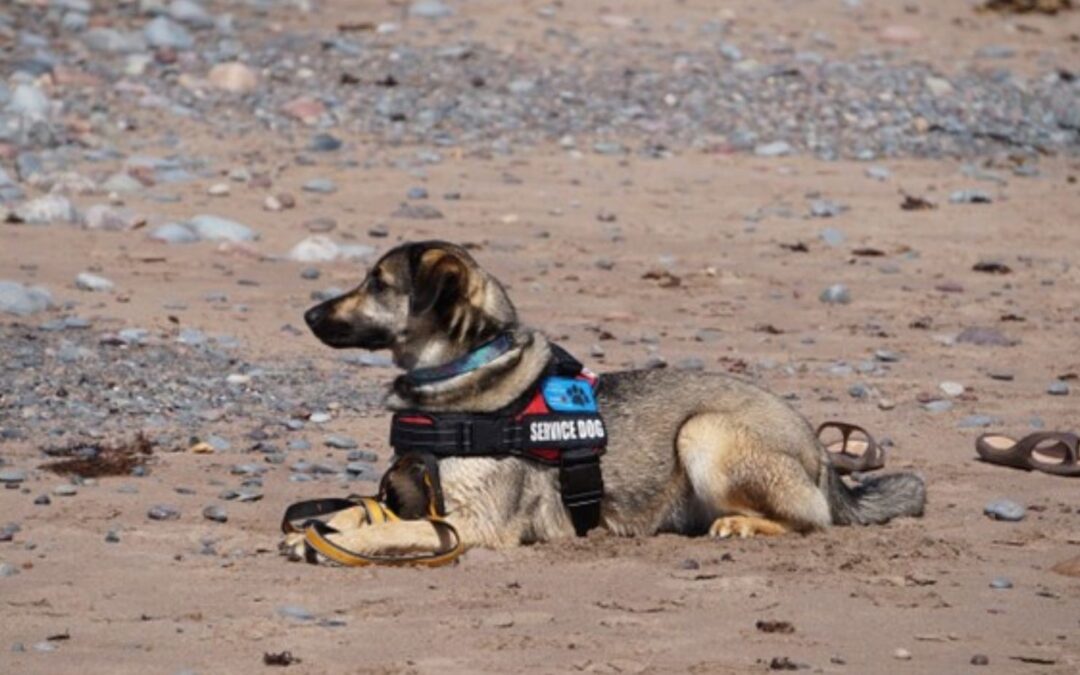 How Psychiatric Service Dogs Support Parental Mental Health