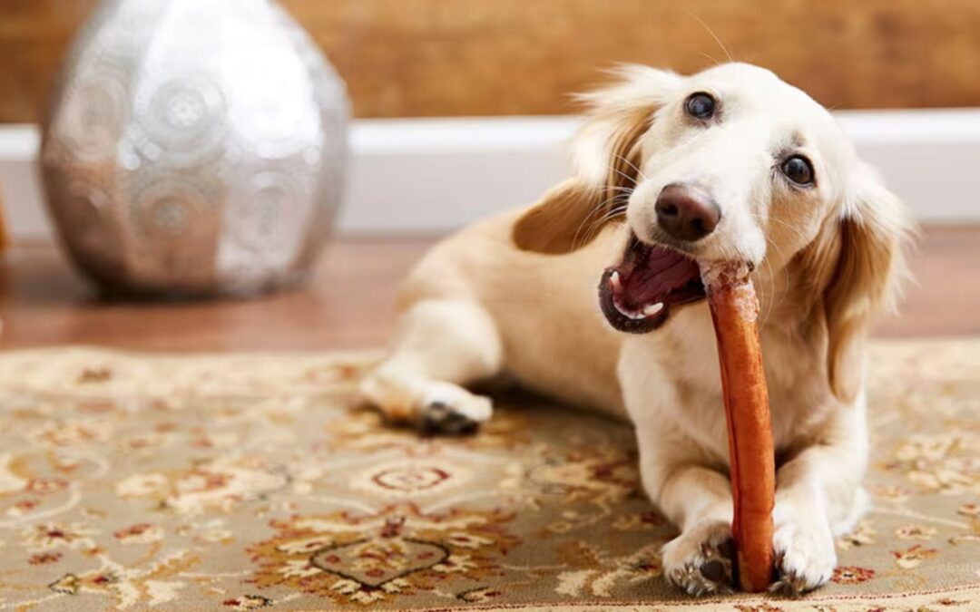 The Benefits of Bully Sticks for Your Dog and How to Pick the Right One