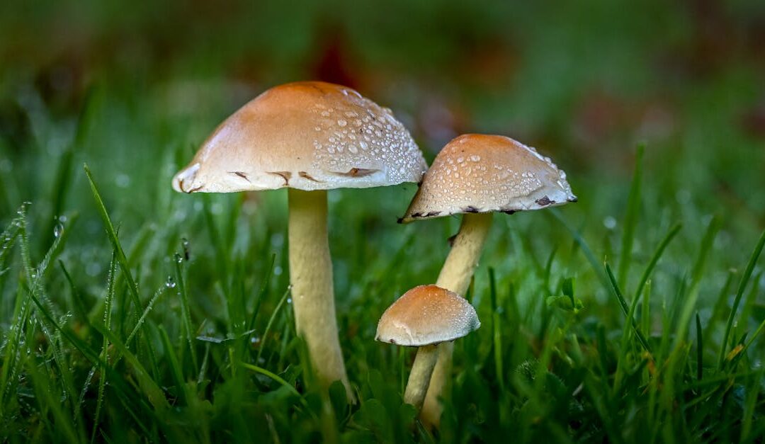 Cute:tsvkffrmbek= Mushroom