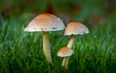 Discovering the Adorable Cute:tsvkffrmbek= Mushroom: Nature’s Charming Fungus