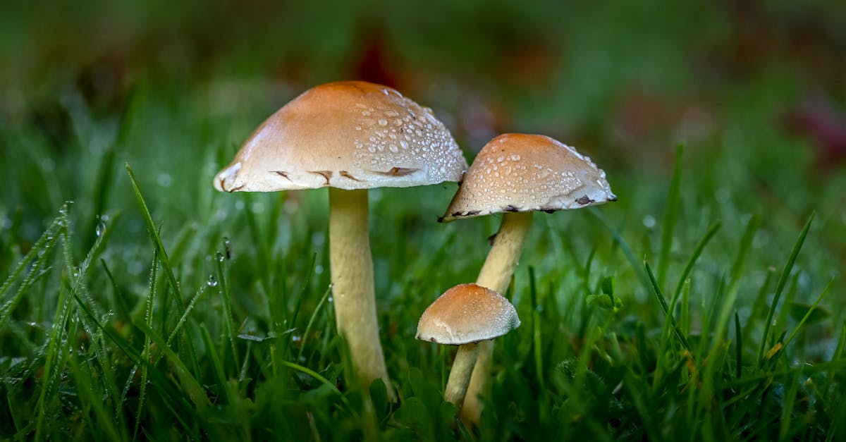 Cute:tsvkffrmbek= Mushroom