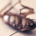 Free Cockroach Pest photo and picture