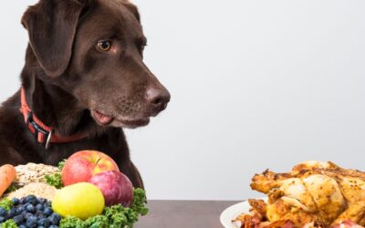 Understanding the Benefits of Functional Mushrooms for Your Dog’s Well-Being