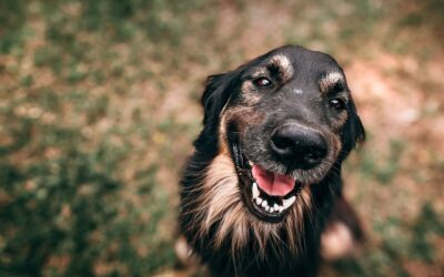 The Role of CBD in Calming Your Dog’s Skin Irritations