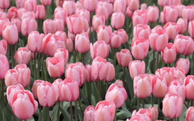 The Subtle Power of Pink: Exploring the Meaning and Beauty of Pink Vestments