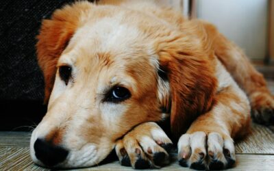 Why It’s Crucial to Monitor Your Family Dog’s Immune System